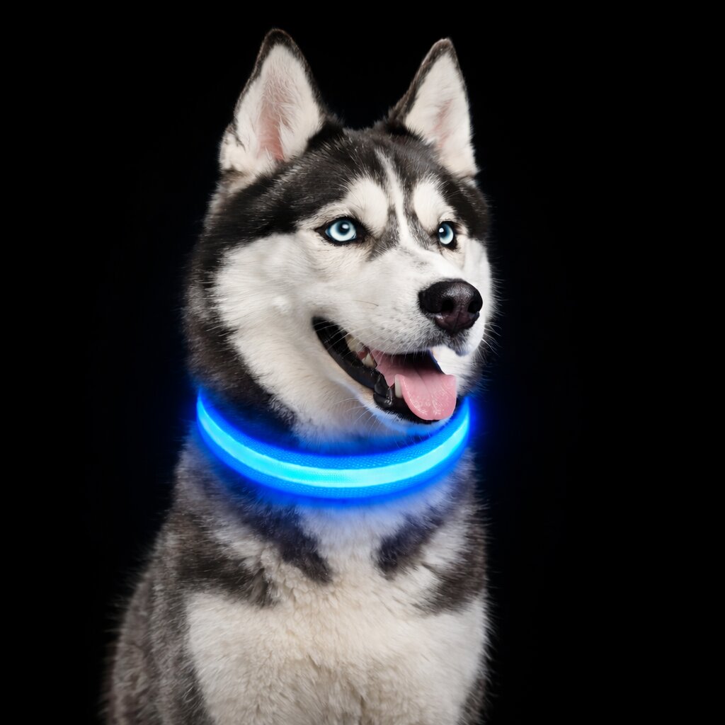 Glow-Halsband für Hunde | LED-Hundehalsband | GlowHund